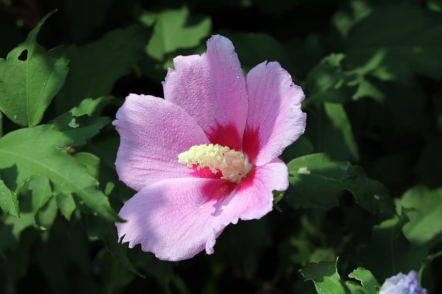 HD wallpaper: rose of sharon, korea, flowers, plants, pink, republic of ...