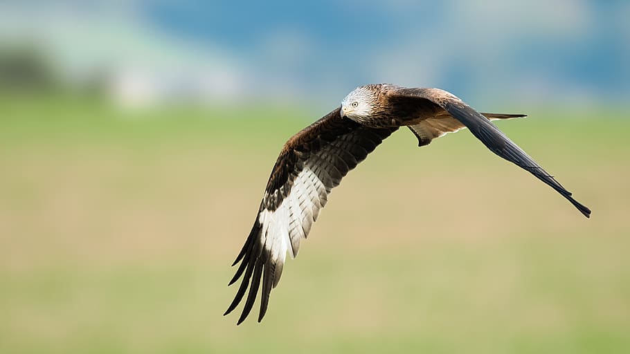 soaring eagle, animal, animal themes, bird, animal wildlife, one animal HD wallpaper