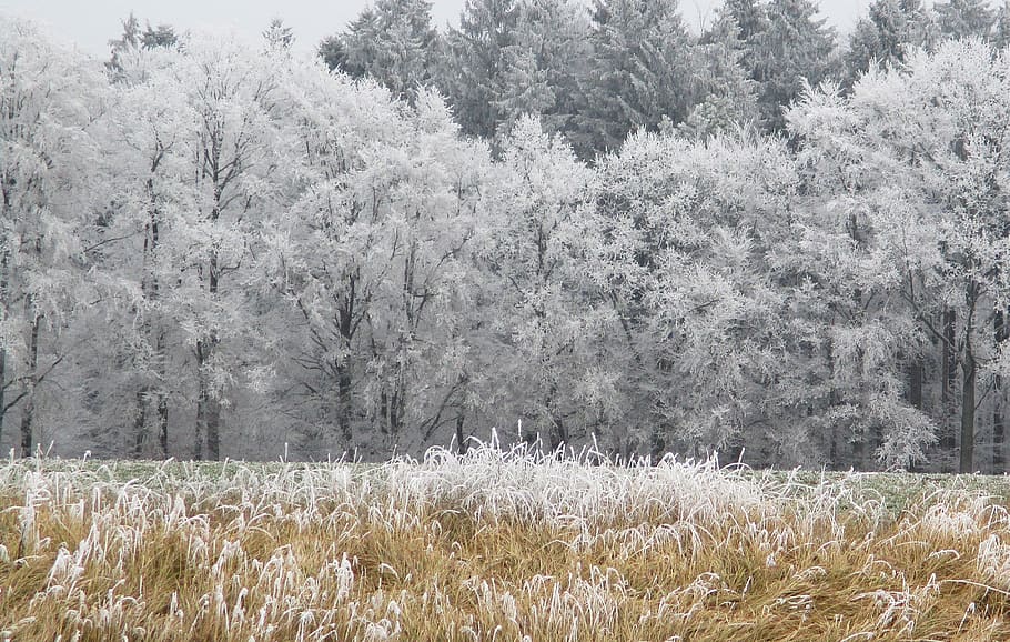 ice, winter, cold, frozen, plant, tree, growth, beauty in nature, HD wallpaper