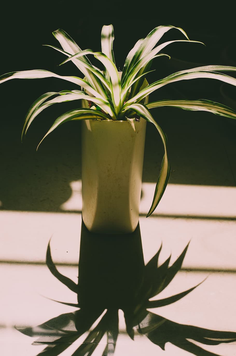 Green Linear Leafed Plant, beautiful, botanical, color, daylight HD wallpaper