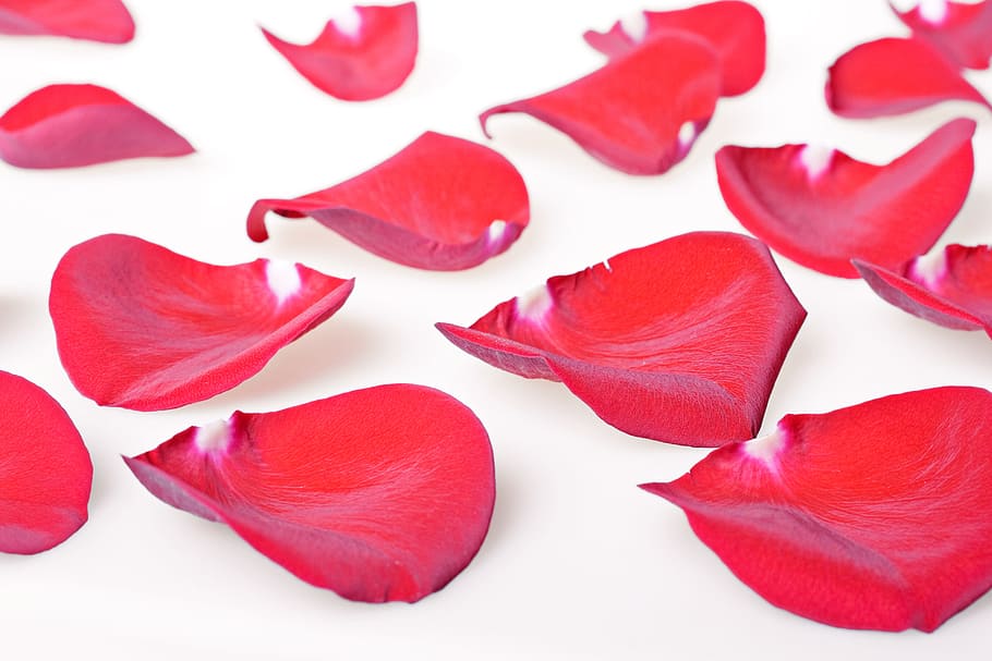 con2011, rose, petals, flower, red, flowering plant, beauty in nature HD wallpaper