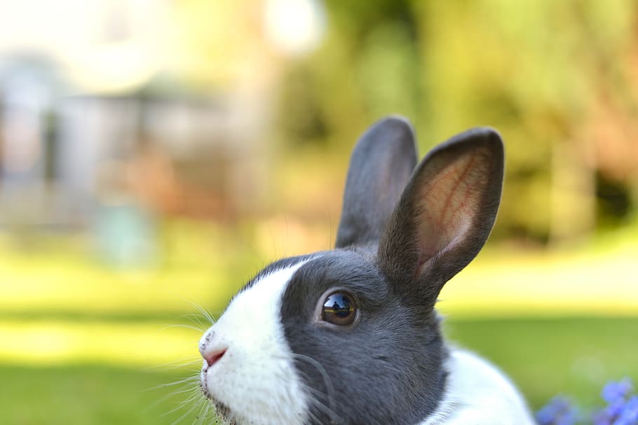 dash, whiskers, screensaver, background, garden, peeking, ears HD wallpaper