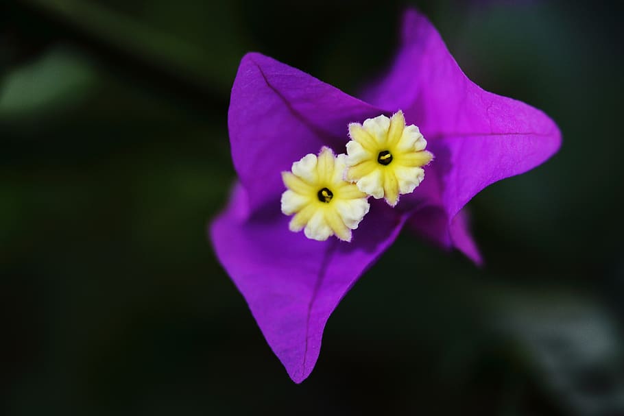 flower, purple, macro, spring, plant, nature, blooming, summer HD wallpaper