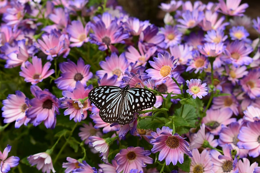butterfly, japan, spring, insect, nature, bug, natural, flowers HD wallpaper