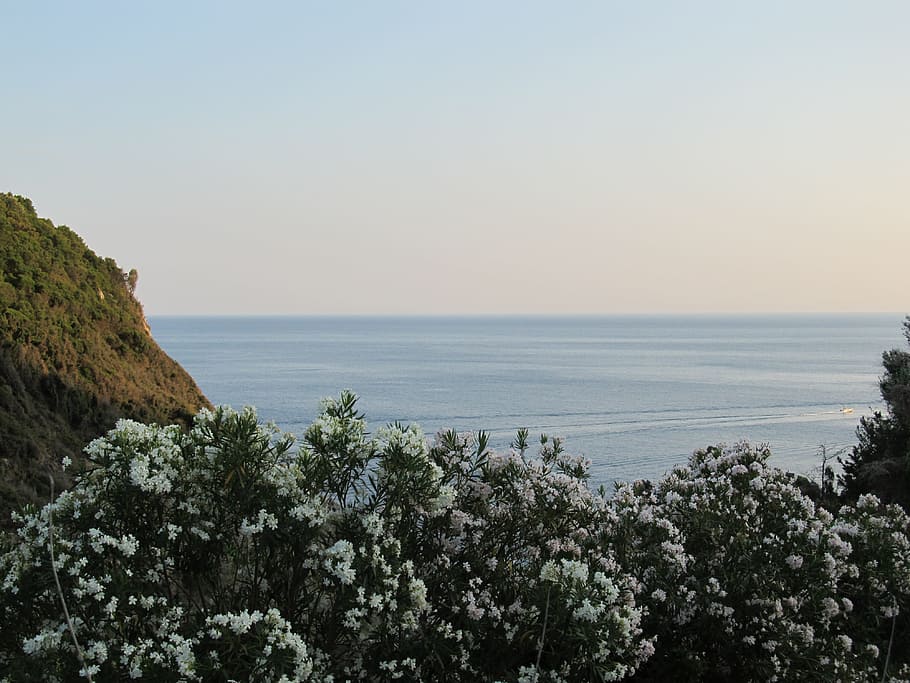 Greece, sea, blue, cliff, white, flower, oleander, Aegean, landscape HD wallpaper