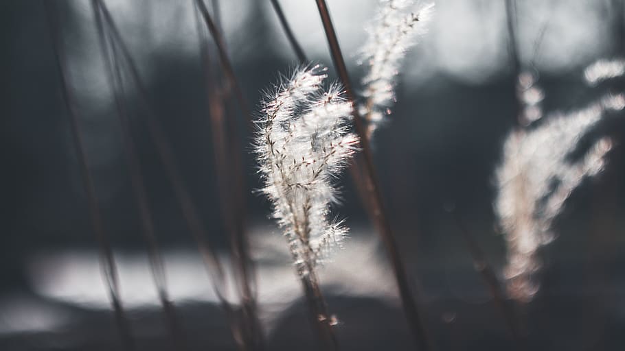 white flowers, plant, grass, lawn, reed, animal, bird, blossom HD wallpaper
