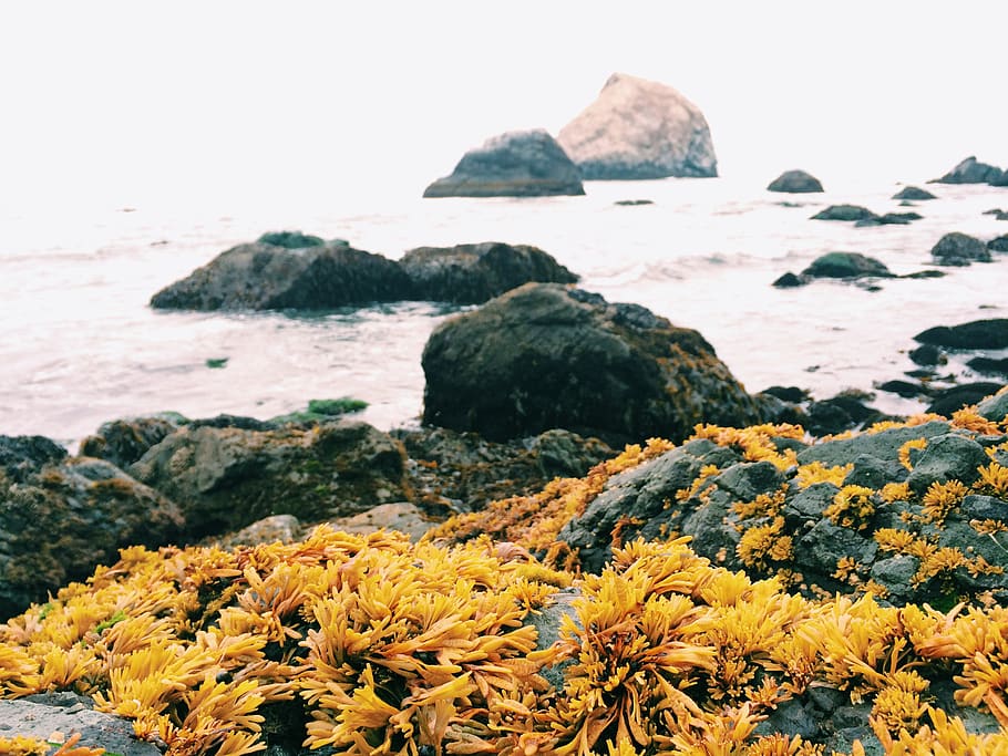 rocks, water, yellow, nature, beach, united states, klamath HD wallpaper