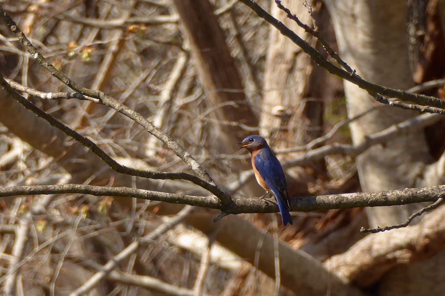 bird, bluebird, trees, branches, spring, animal wildlife, vertebrate HD wallpaper