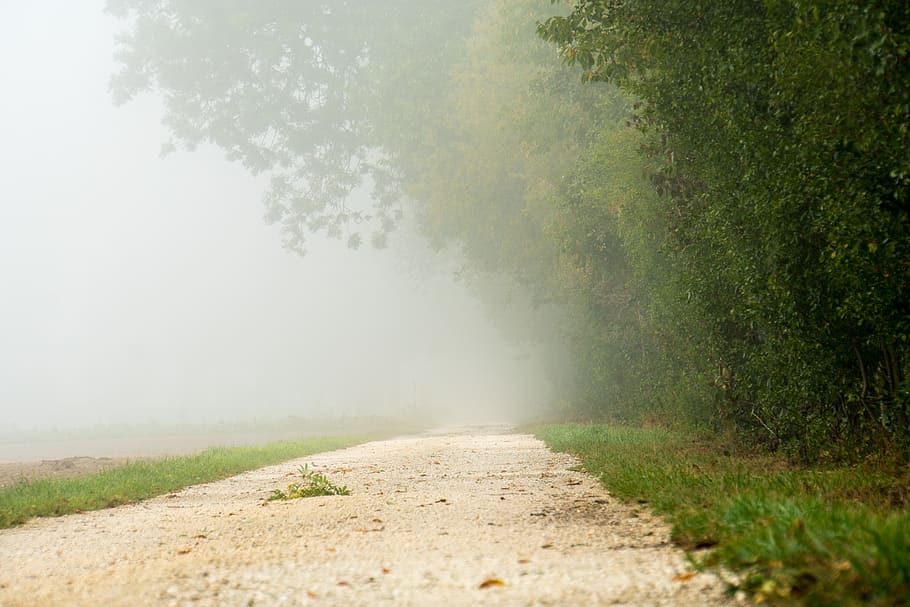fog, autumn, tree, landscape, nature, mood, haze, mystical HD wallpaper