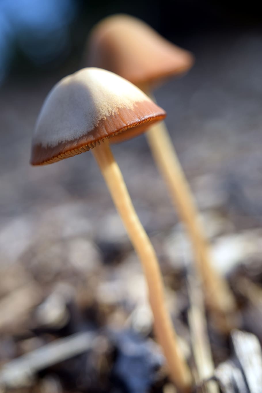 mushrooms, autumn, nature, mini mushroom, macro, plant, close up, HD wallpaper