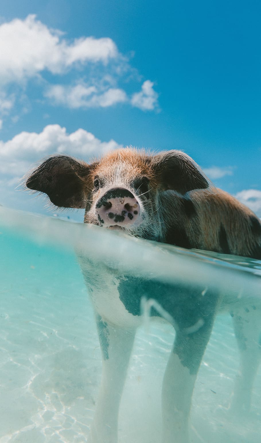 pig, animal, snout, clouds, sky, water, nature, animal themes HD wallpaper