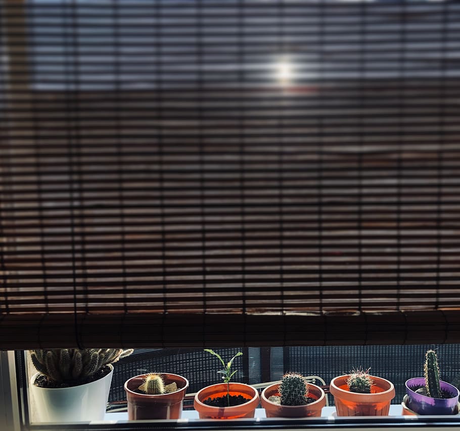home decor, curtain, window shade, pottery, linen, spring, cactus HD wallpaper