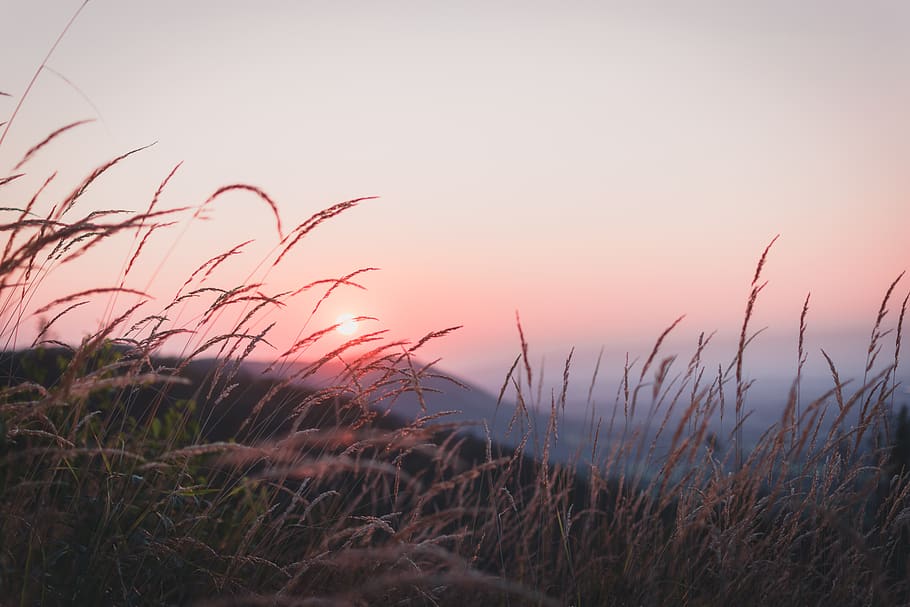 wheat field, sunset, sky, beauty in nature, plant, growth, tranquility HD wallpaper