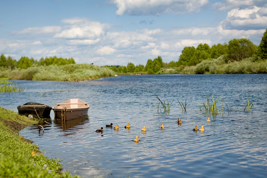 duck, river, summer, hot, boat, ducklings, blue, nature, handsomely HD wallpaper