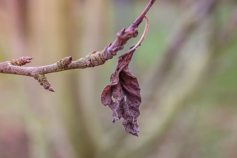 dry, plant, leaf, branch, dead plant, nature, faded, close up, HD wallpaper