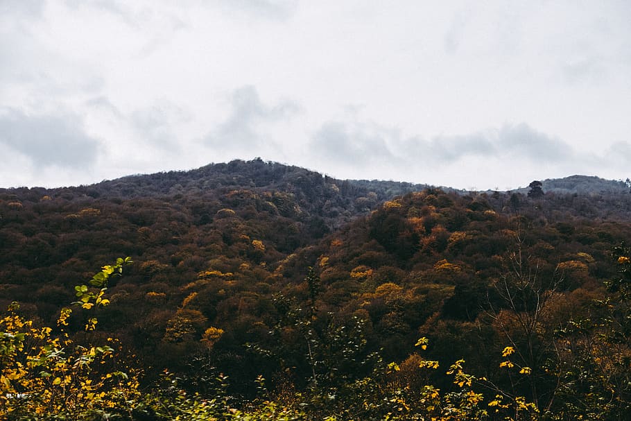wallpaper, jungle, woods, clouds, mountains, landscape, fall HD wallpaper