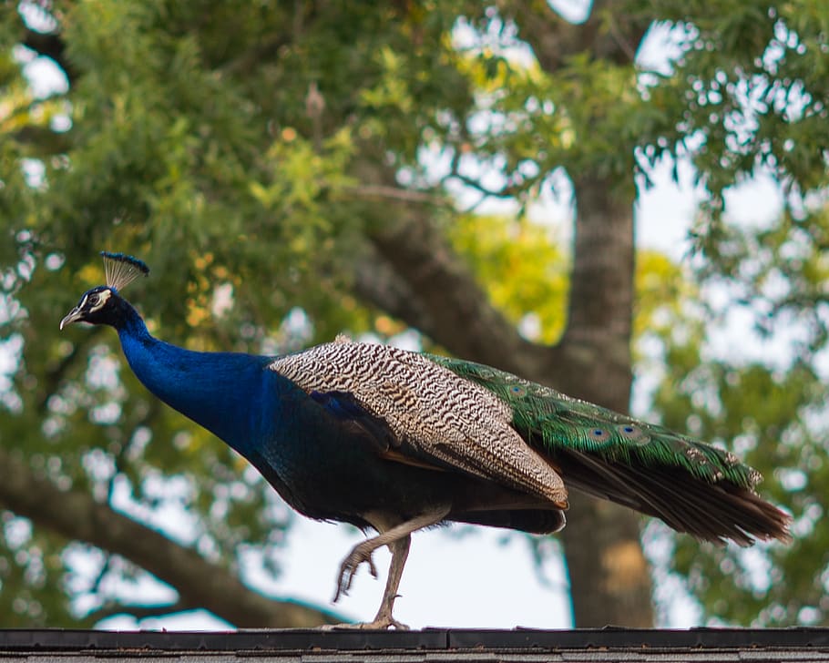 nature, peacock, bird, animal themes, vertebrate, animal wildlife HD wallpaper