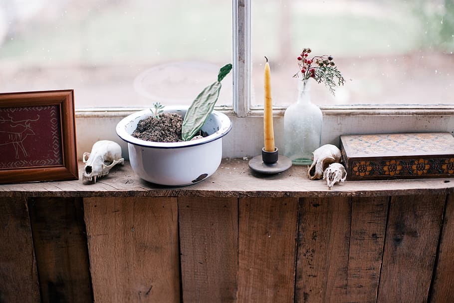 window, light, skull, animal, plant, candle, picture, sill HD wallpaper