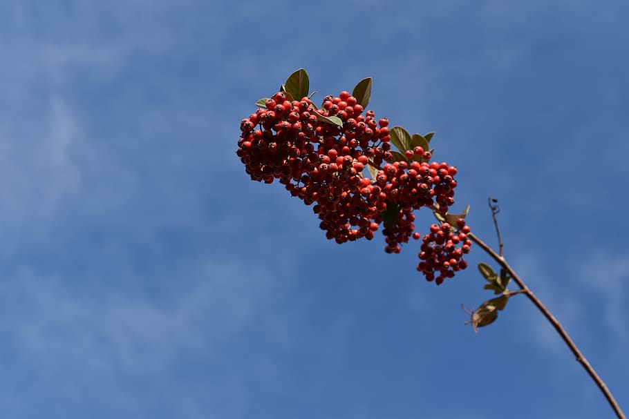 red berries, cotoneaster, plants, shrubs, nature, botany, food and drink HD wallpaper
