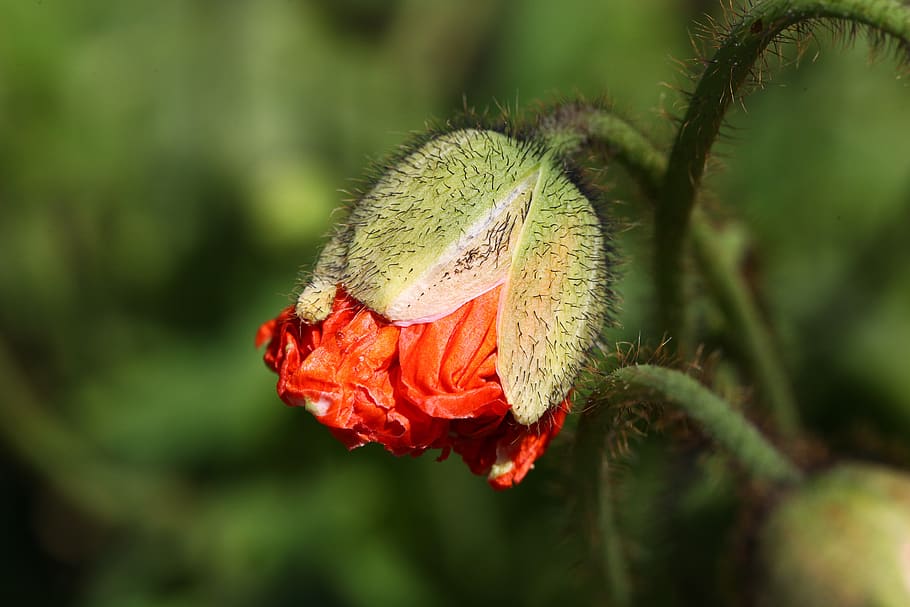 Red Flower Tilt Shift Lens Photography, bloom, blossom, bud, flora HD wallpaper