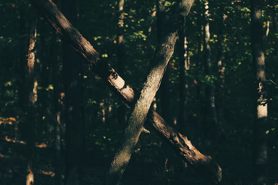 trees, crossing, x, abstract, tree trunk, plant, forest, focus on foreground HD wallpaper