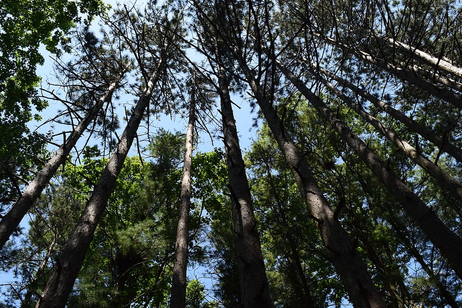 Low Angle Photography of Trees, branches, environment, forest HD wallpaper