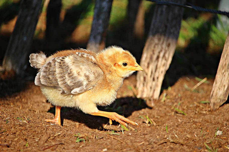 bird, chicken, chicks, poultry, animal, feather, farm, bill HD wallpaper
