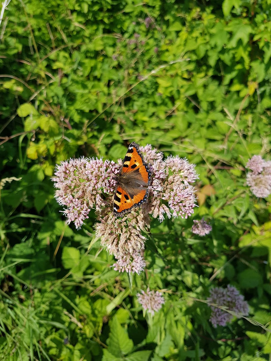 nature, butterfly, green, bug, summer, flower, flowering plant HD wallpaper