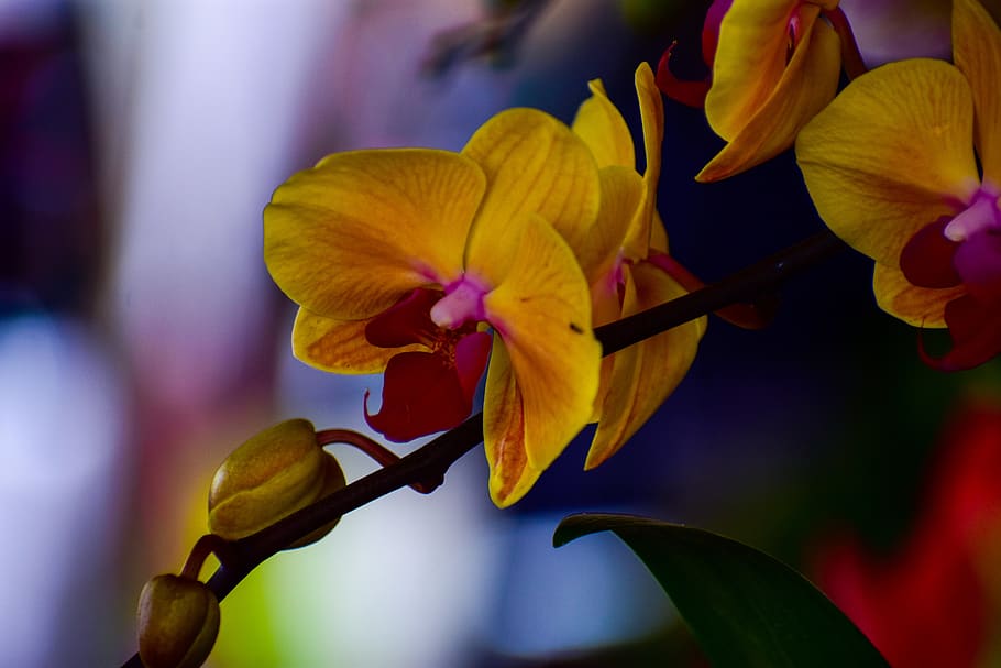 orchids, flowers, garden, spring, nature, flowering, flowering plant HD wallpaper
