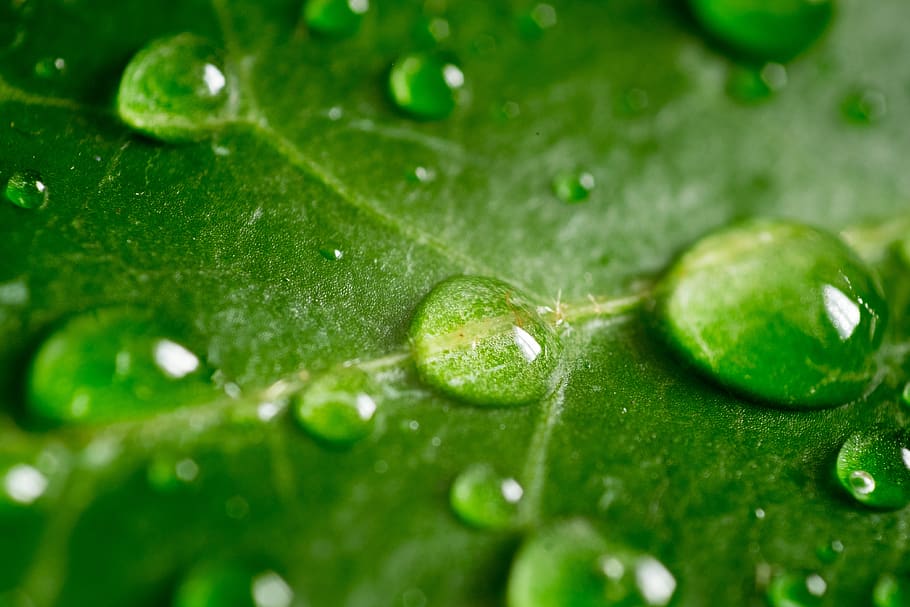 leaf, green, macro, nature, plant, foliage, summer, ivy, spring HD wallpaper