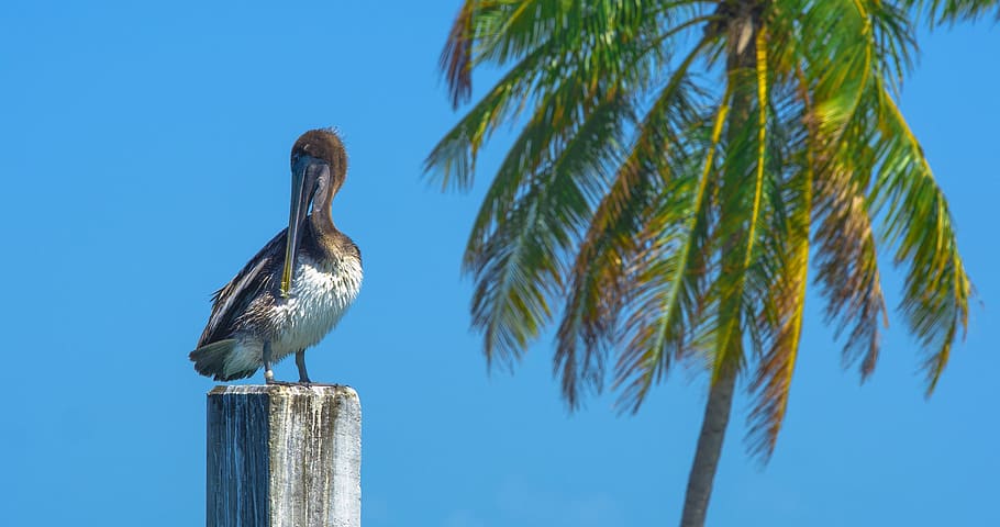 pelican, post, resting, bird, wildlife, nature, perched, palm HD wallpaper