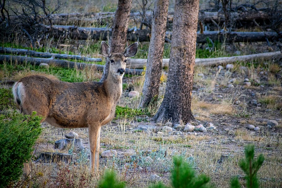 brown deer near trees, wildlife, mammal, animal, plant, flora, HD wallpaper