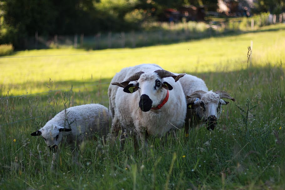 Les moutons