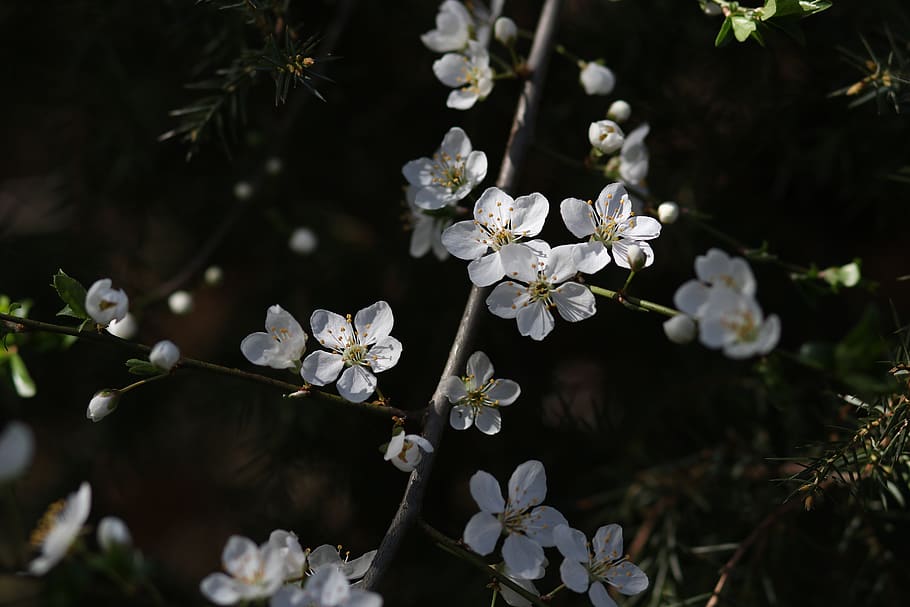 flowers, white, casey, tree, spring, nature, plant, botanical HD wallpaper