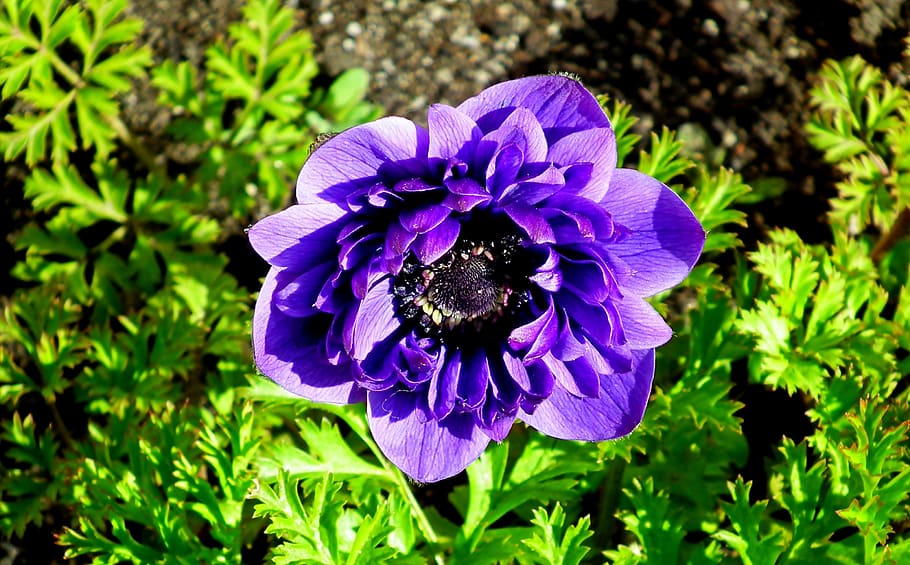 anemone, flower, blue, spring, garden, macro, jaskrowate, nature HD wallpaper