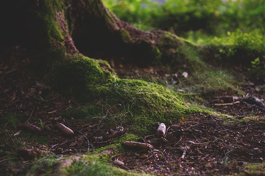 forest, wild, nature, jungle, green, grass, moss, tree, bunch HD wallpaper