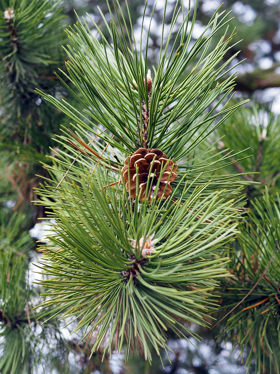 forest, cone, evergreen tree, plant, pine tree, green color HD wallpaper