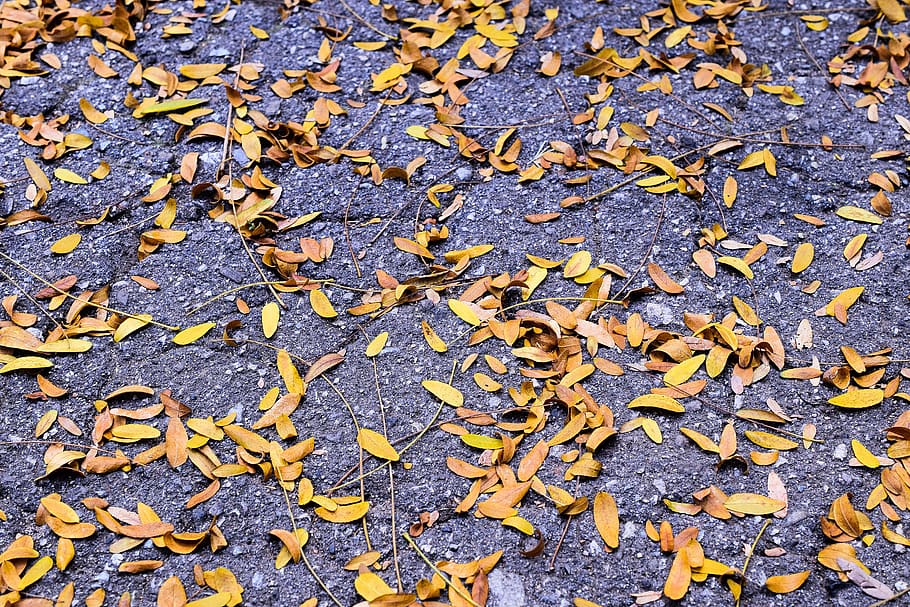 autumn, leaf, asphalt, fall, plant part, leaves, nature, high angle view HD wallpaper