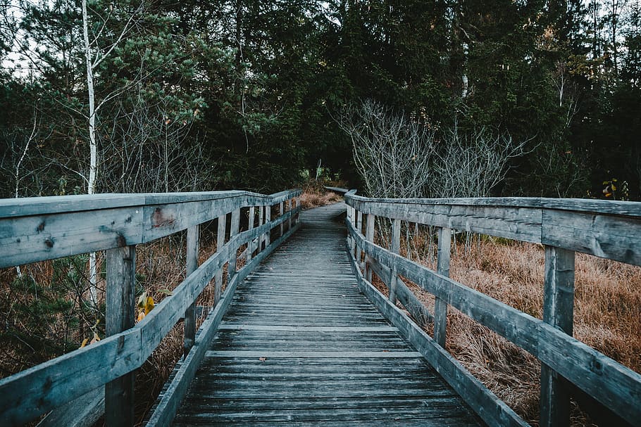 gray wooden bridge between trees, plant, the way forward, direction HD wallpaper