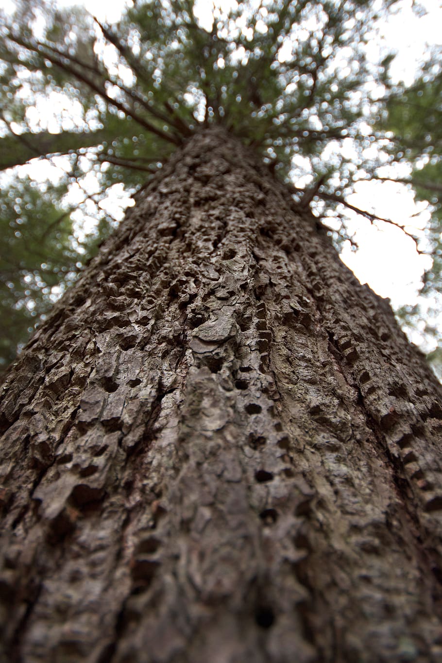 Bokeh Shot of Tree Trunk, low angle view, textured, plant, selective focus HD wallpaper