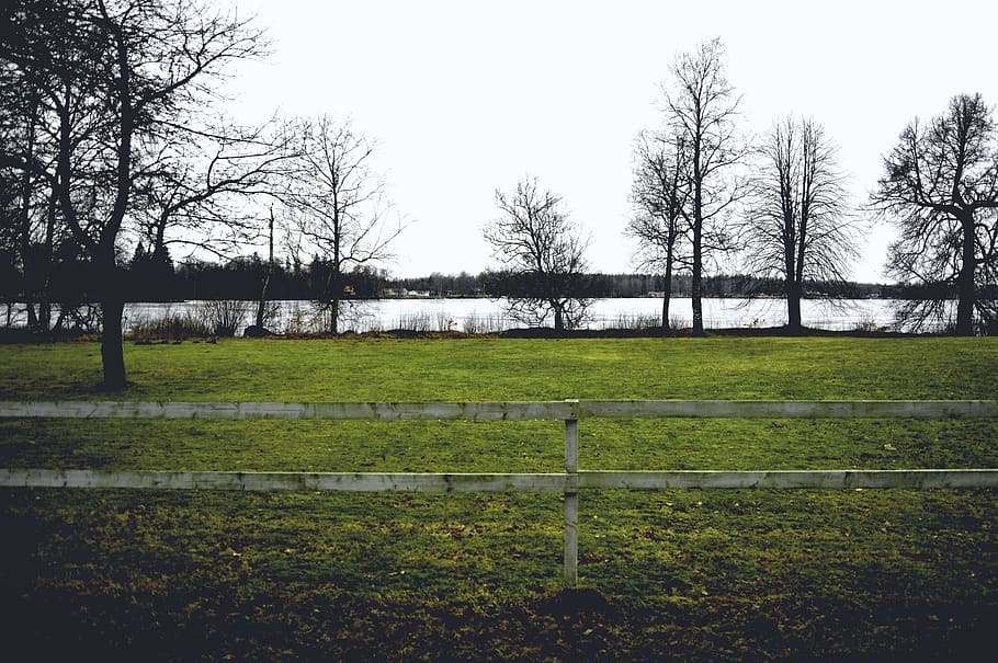 sweden, tree, trees, fence, grass, green, nature, forest, outside HD wallpaper