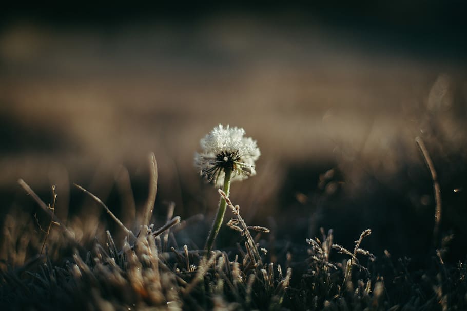 peru, cusco, flower, growth, flowering plant, field, fragility HD wallpaper