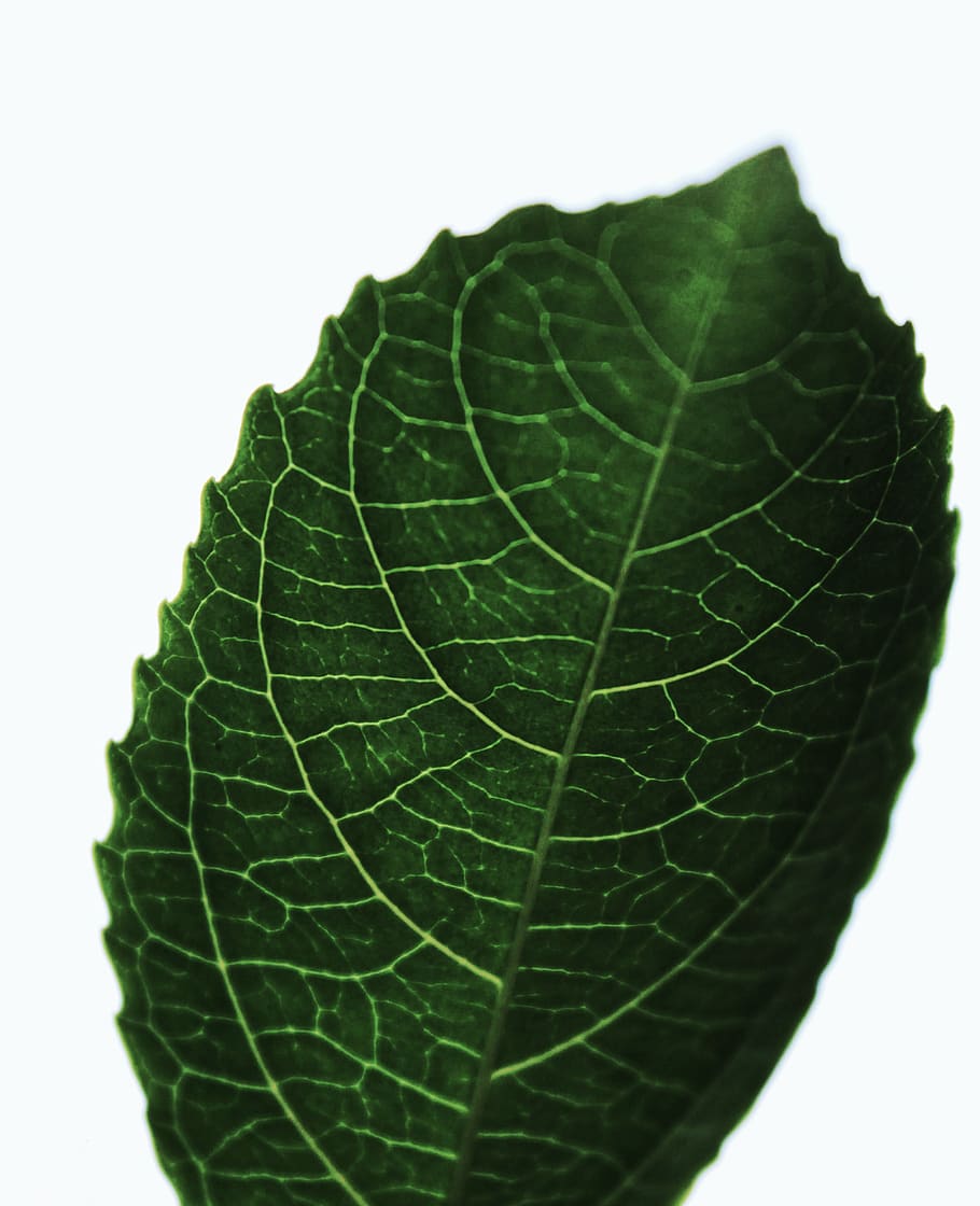 green leaf photo, veins, fruit, plant, pineapple, food, tick HD wallpaper