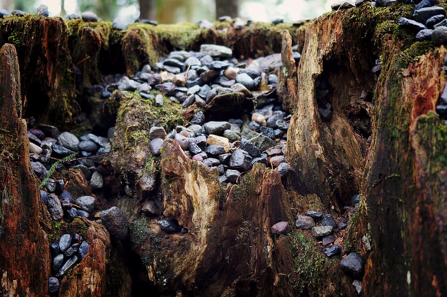 japan, nikko, rocks, tree, stones, pebbles, stump, day, no people, HD wallpaper