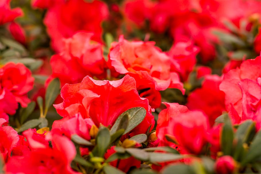 red petaled flowers, flowering plant, beauty in nature, freshness HD wallpaper