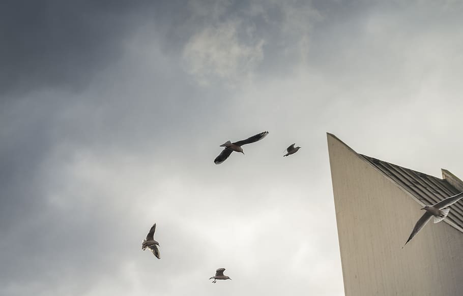 seagulls, birds, sky, flight, flying, spread wings, cloud - sky HD wallpaper