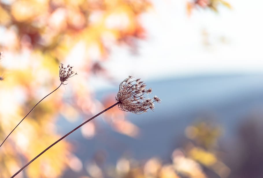bright, background, nature, flower, beauty, plant, focus on foreground HD wallpaper