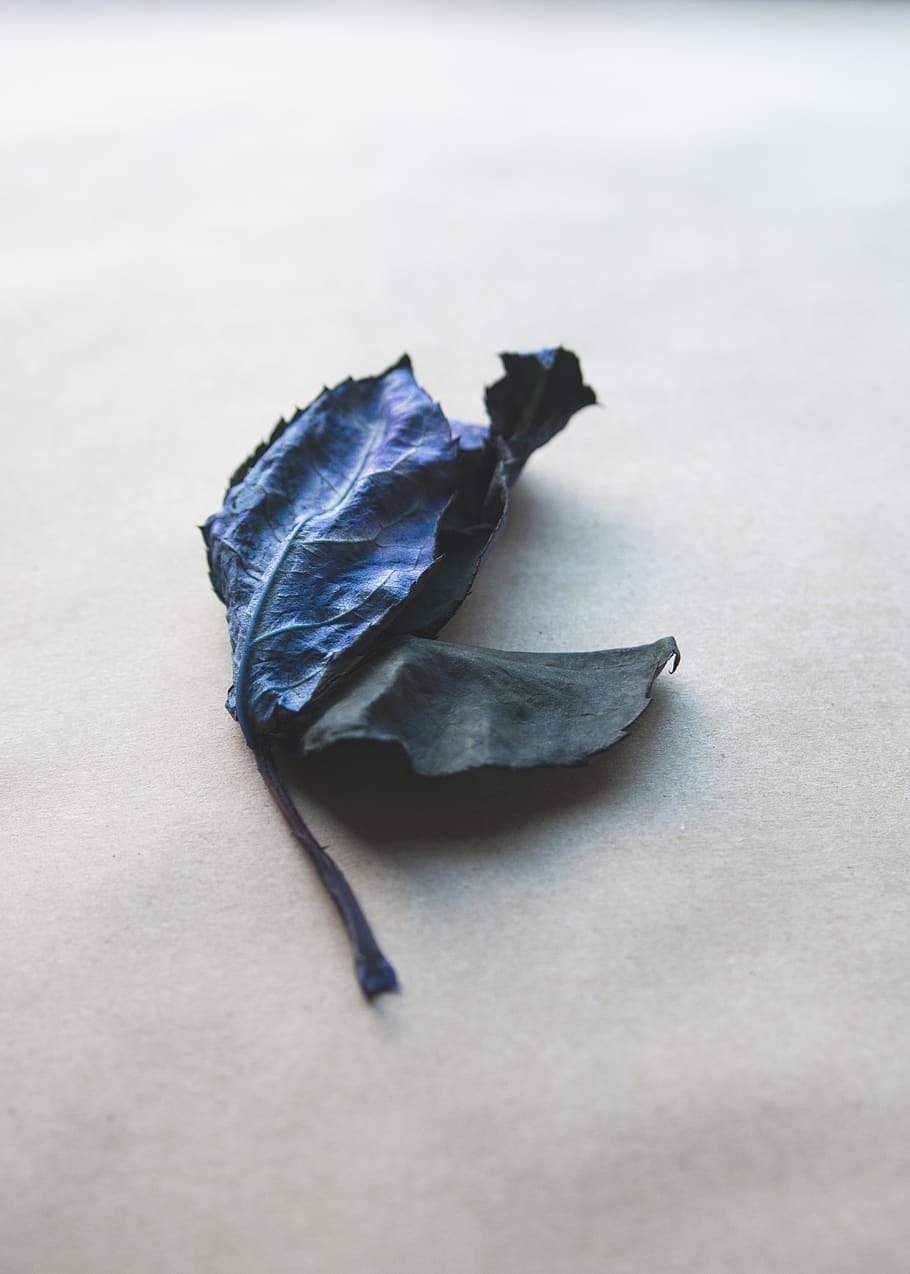 blue leaf on white surface, close-up, no people, still life, dry HD wallpaper