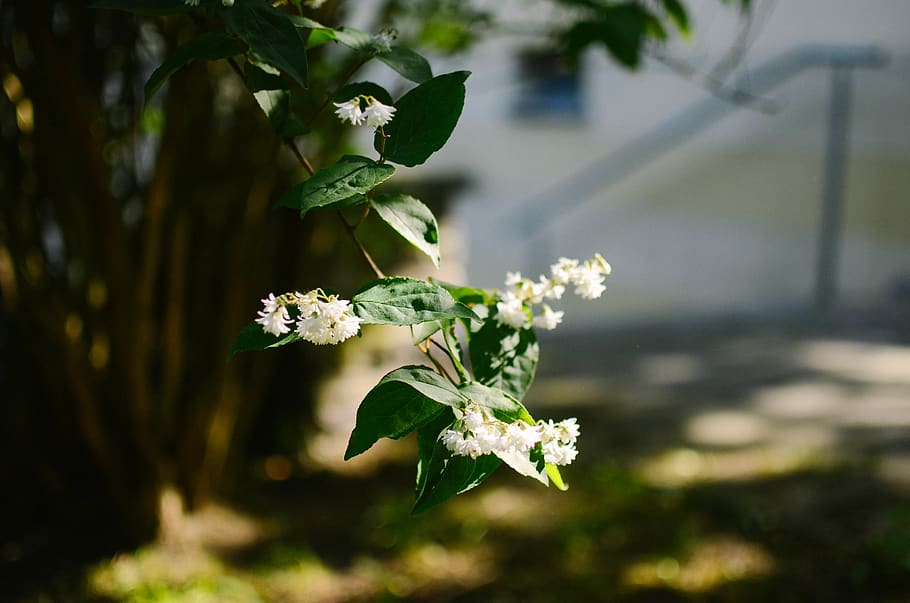 germany, berlin, green, white, summer, garden, plant, tree HD wallpaper