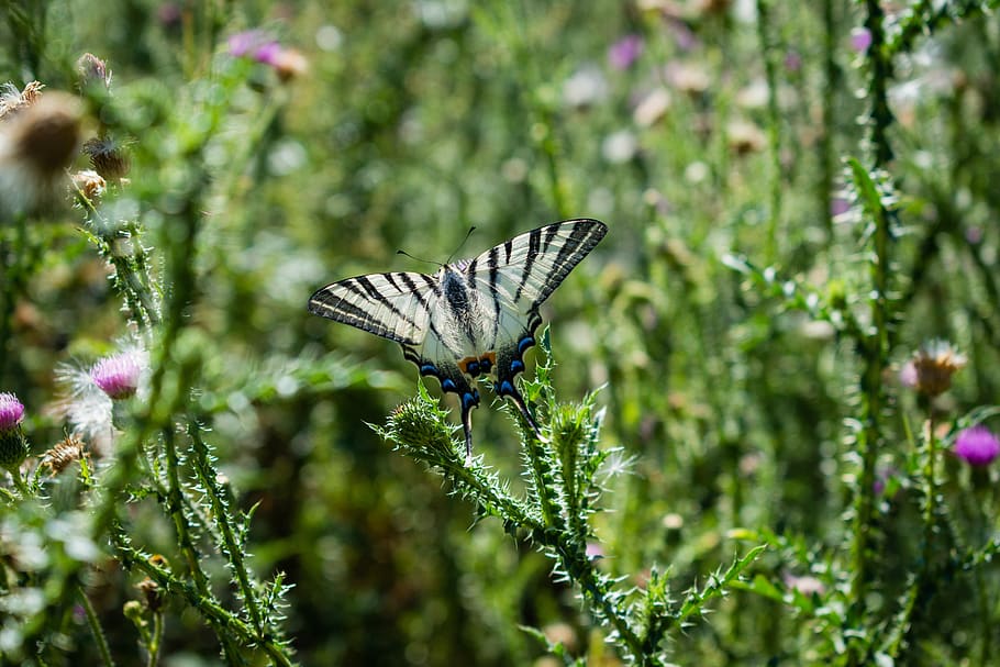 butterfly, wings, nature, animal wildlife, animal themes, plant HD wallpaper